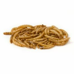 Dried Mealworms - Bird Food -birds Shop getrocknete mehlwuermer 28030 3
