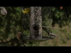 Perky-Pet® The Preserve Wild Bird Feeder -birds Shop hqdefault 11 19