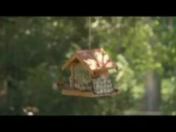 birds Shop -birds Shop hqdefault 11 26