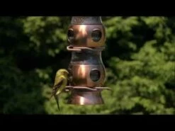 Perky-Pet® Copper Select-A-Bird Tube Feeder -birds Shop hqdefault 11 32