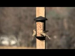 Perky-Pet® Wall And Post Mount Wild Bird Feeder -birds Shop hqdefault 11 36