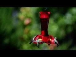 Perky-Pet® Pinch-Waist Red Glass Hummingbird Feeder - 8 Oz Nectar Capacity 29 Perky-Pet® Pinch-Waist Red Glass Hummingbird Feeder - 8 Oz Nectar Capacity -birds Shop hqdefault 16 10