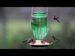 Perky-Pet® Cactus Top-Fill Hummingbird Feeder -birds Shop hqdefault 16 2