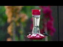 Perky-Pet® Top-Fill Pinch-Waist Glass Hummingbird Feeder - 12 Oz Nectar Capacity 39 Perky-Pet® Top-Fill Pinch-Waist Glass Hummingbird Feeder - 12 Oz Nectar Capacity -birds Shop hqdefault 16 3