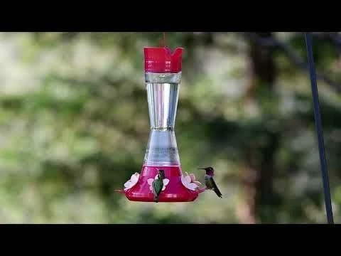 Perky-Pet® Top-Fill Favored Pinch-Waist Glass Hummingbird Feeder - 20 Oz Nectar Capacity 19 Perky-Pet® Top-Fill Favored Pinch-Waist Glass Hummingbird Feeder - 20 Oz Nectar Capacity - Image 19