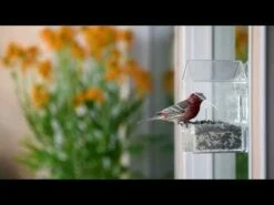 Perky-Pet® Window Bird Feeder - ½ Lb Seed Capacity -birds Shop hqdefault 16 8