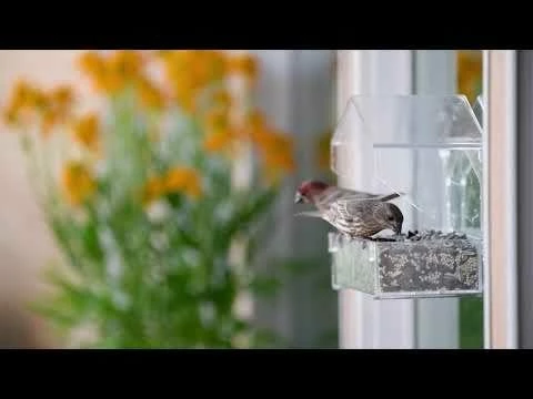 Perky-Pet® Dual-Seed Window Bird Feeder - 1 Lb Seed Capacity 20 Perky-Pet® Dual-Seed Window Bird Feeder - 1 Lb Seed Capacity - Image 20