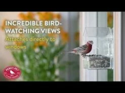 birds Shop -birds Shop hqdefault 54