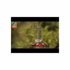 More Birds® Vintage Glass Hummingbird Feeder - 20 Oz - Green -birds Shop hqdefault 65 7