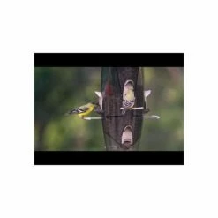 More Birds® Abundance Combination Sunflower/Thistle Bird Feeder - 3.5 Lb -birds Shop hqdefault 66 1