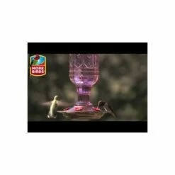 More Birds® Jewel Glass Hummingbird Feeder, Amethyst - 20 Oz 11 More Birds® Jewel Glass Hummingbird Feeder, Amethyst - 20 Oz -birds Shop hqdefault 67 1
