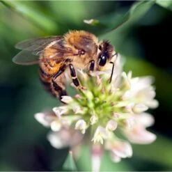 National Trust Insect Tower -birds Shop is bee