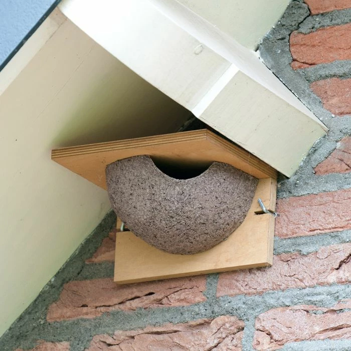 House Martin Nest (Right Single) 1 House Martin Nest (Right Single)