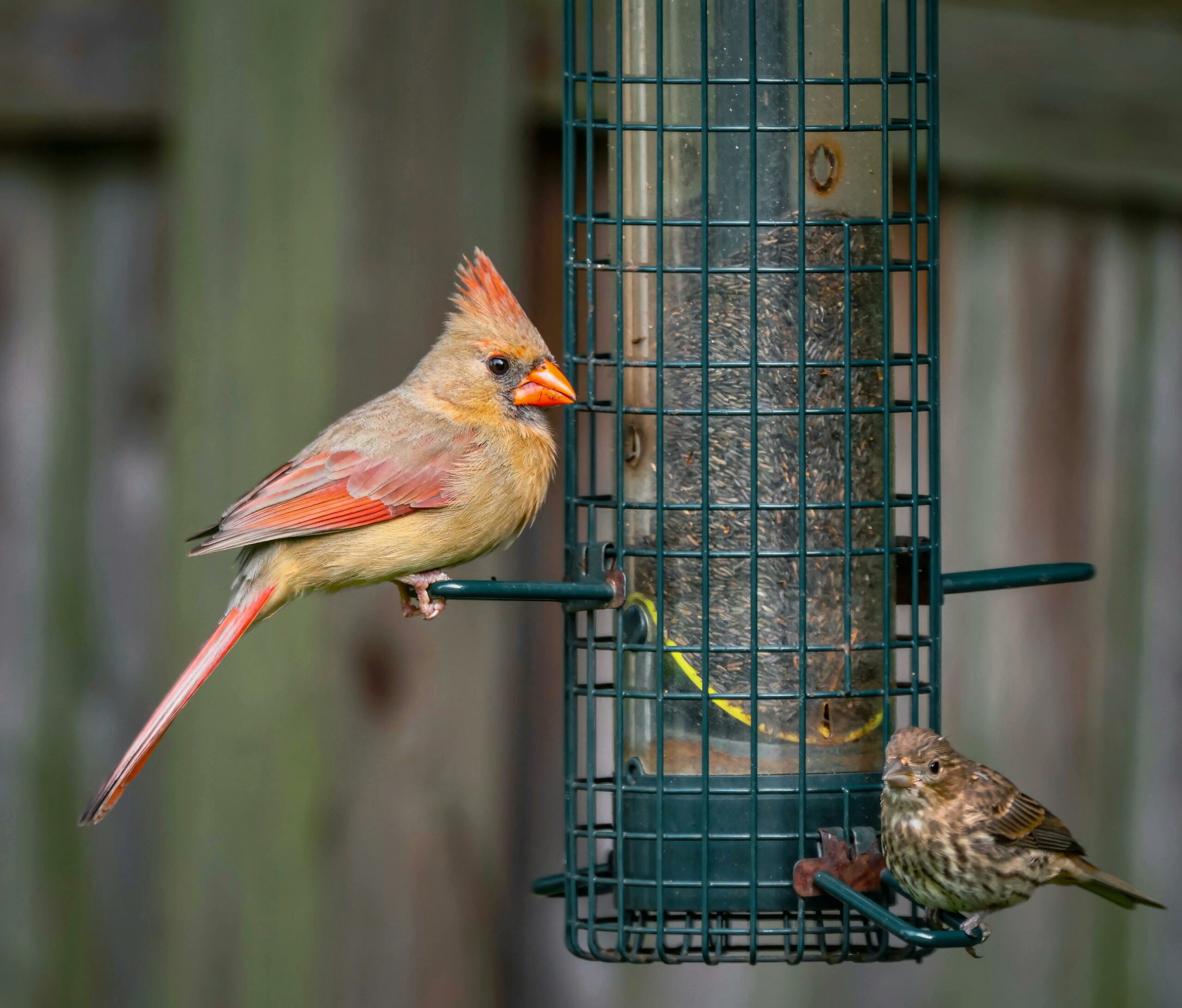 birds Shop -birds Shop pexels david kanigan 15886783 scaled